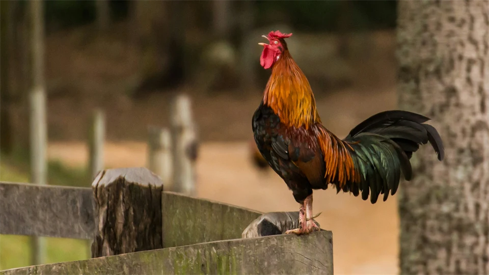 Brunsvart tupp som står på ett staket