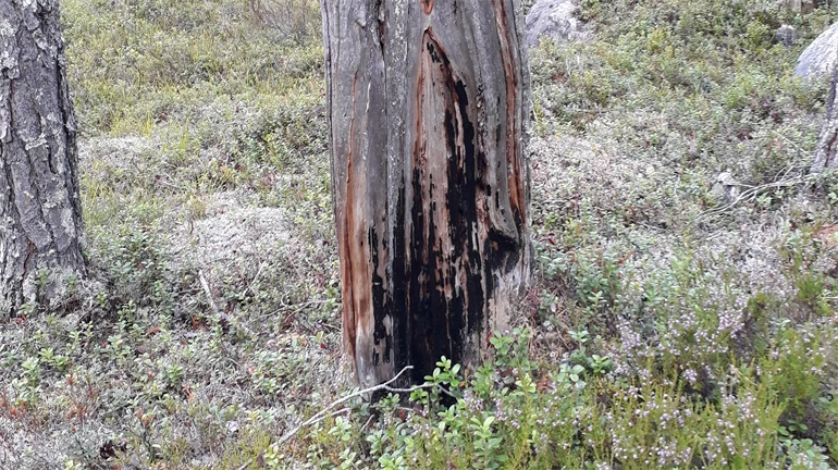 Bild på stubbe i naturreservatet Horten