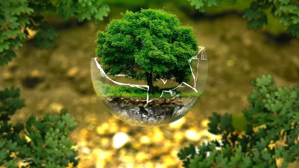 Ett träd som är planterat i en trasig glaskula för att symbolisera skogsinnovation