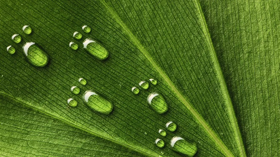 water-footprints-on-leaf