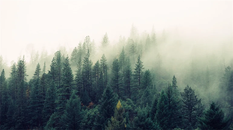 Dimma över skogsområde 