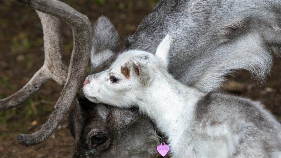 Tamrenen Gullan och hennes miesie / renkalv.