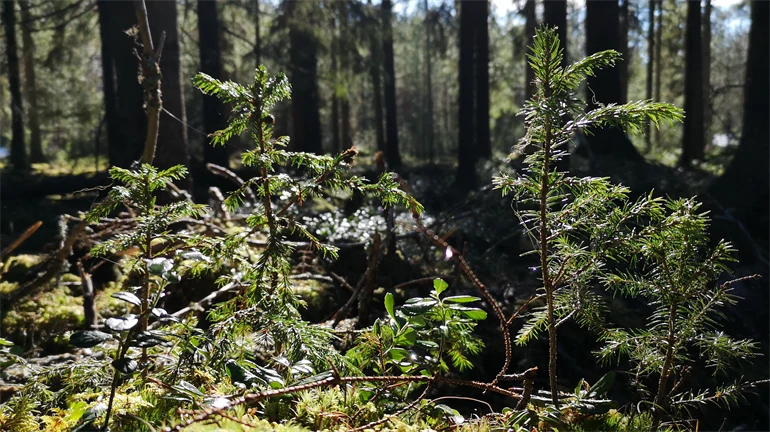 Skog