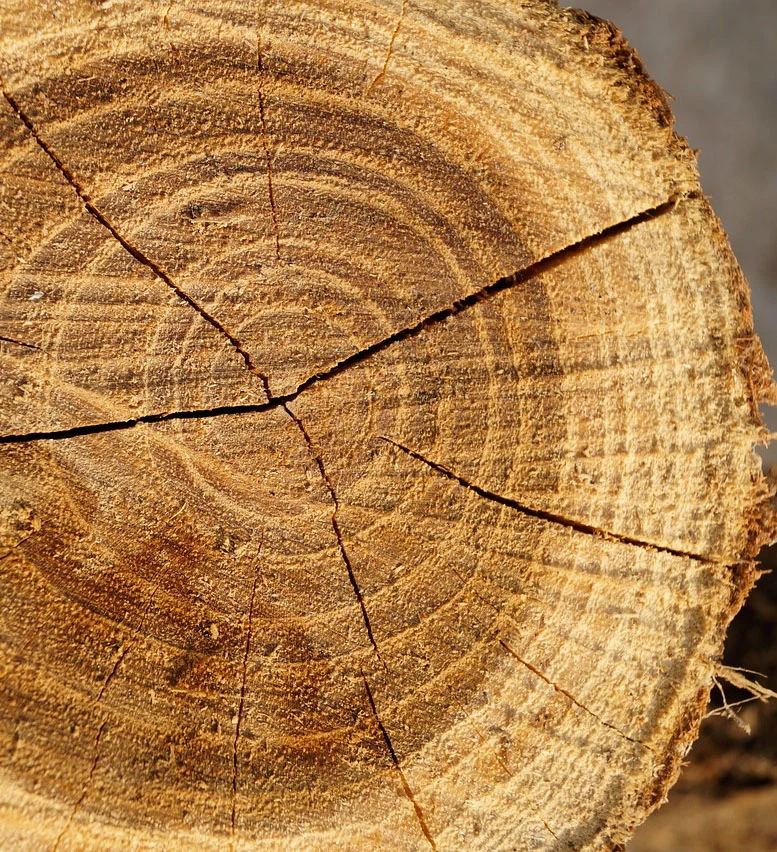 årsringar på yräd