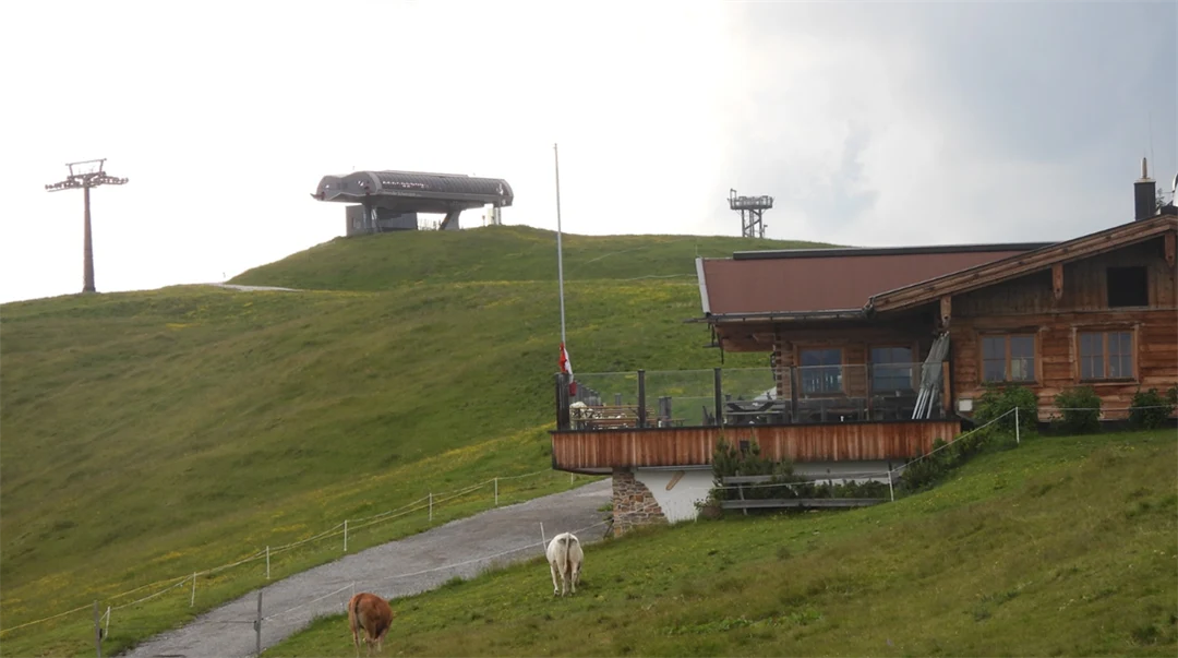  Cattle graze on an alpine meadow next to a building.