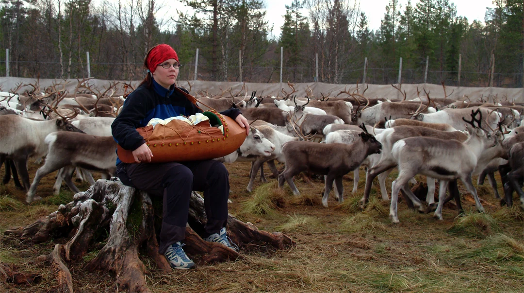 Kvinna sitter på en stubbe bland renar i ett rengärde och håller en samisk gïerhkeme, bärbar vagga, i famnen.