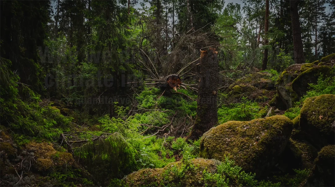 Träd och mossa i en skog