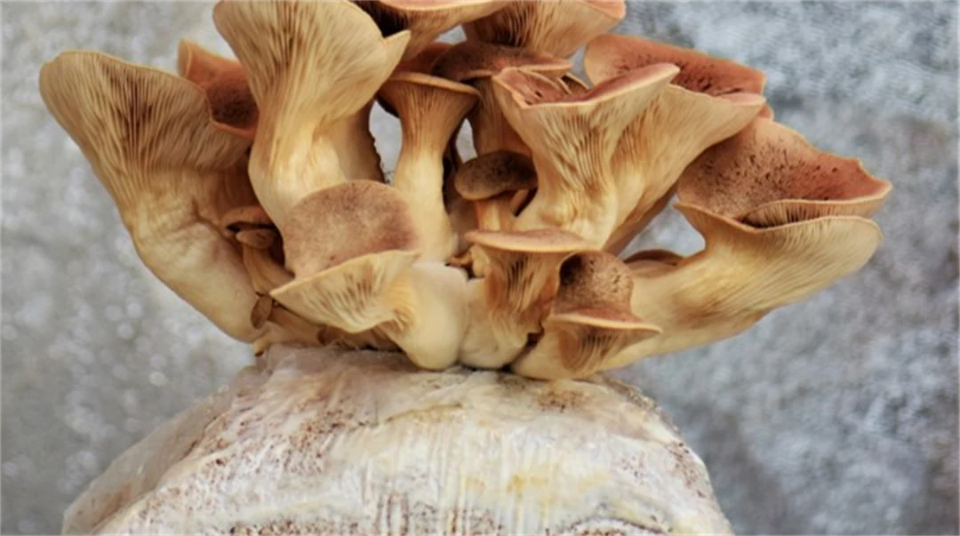 Svampproduktion inom Foodtech fermentering