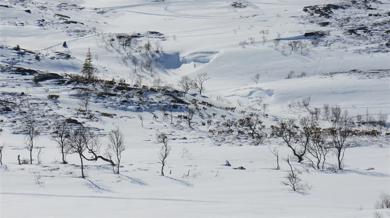 Renar i vinterlandskap.