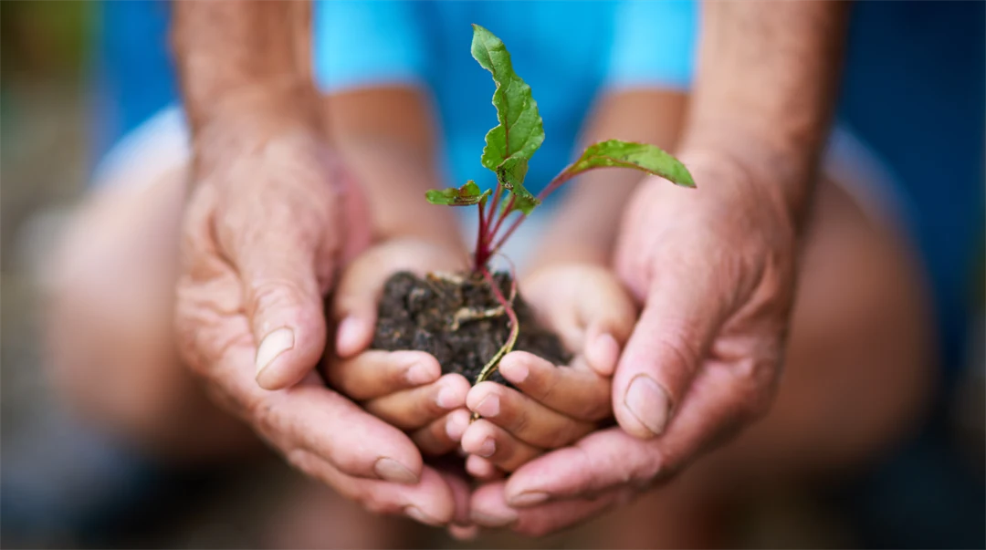 Två händer - en gammal person och ett barn - som håller en växande planta. 