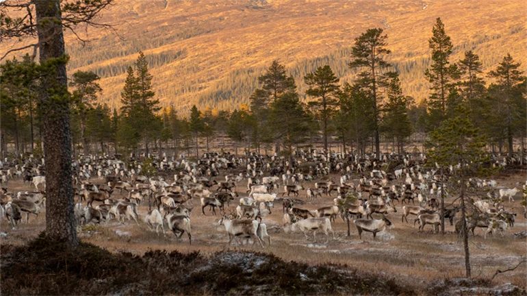 Renar på bete 