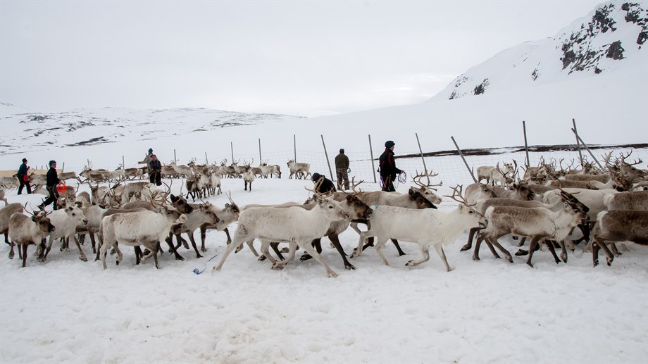 Giedtie / gärde i Krïensegovre.
