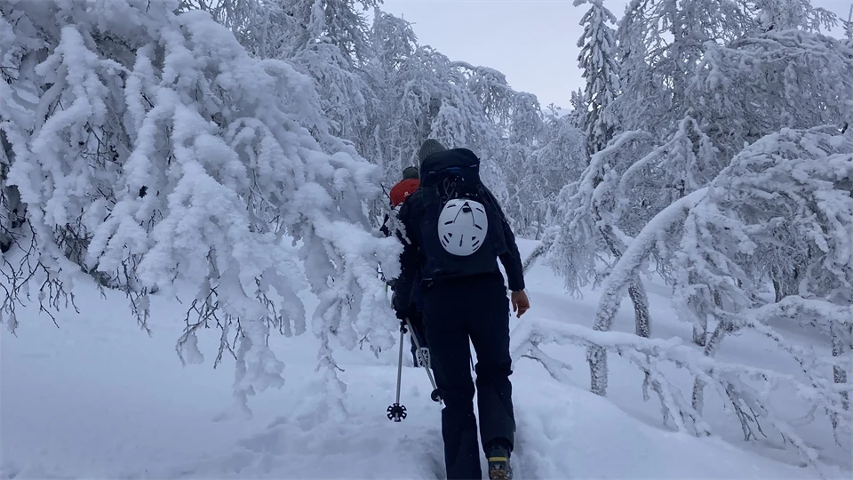 Skidåkare bland snötyngda träd