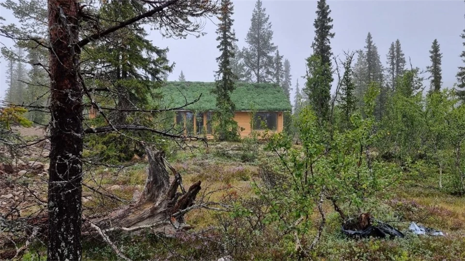 Ett träd och ett hus med gräs på taket