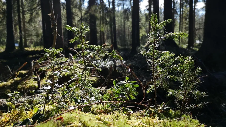Skog