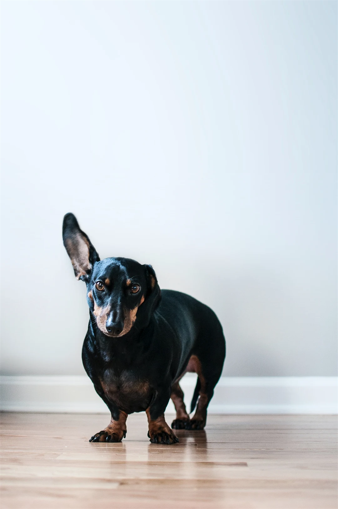 En hund som har ett öra upp.