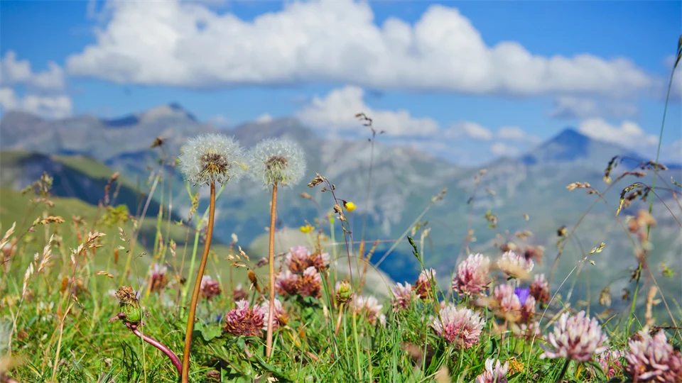 Blommor med alptoppar i bakgrunden