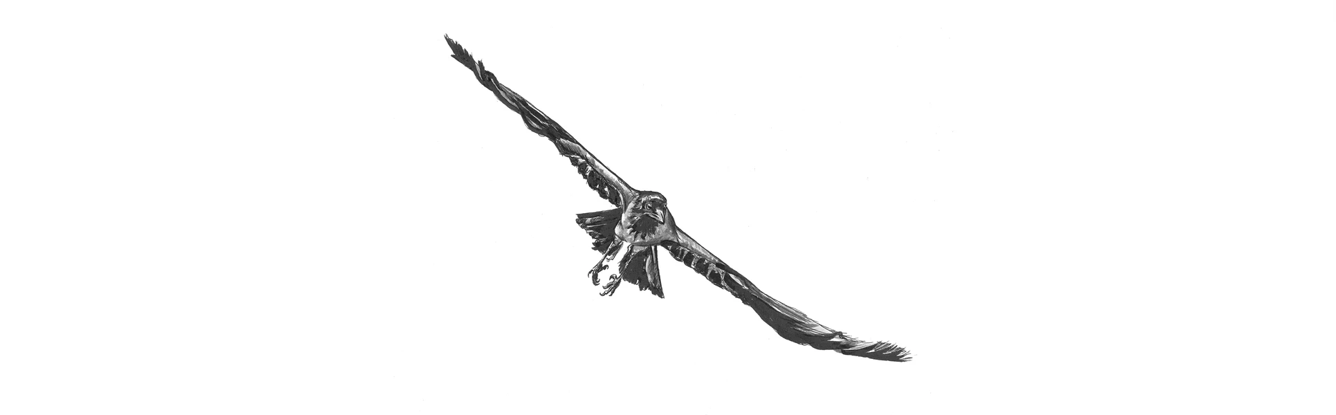 Illustration of a crow.