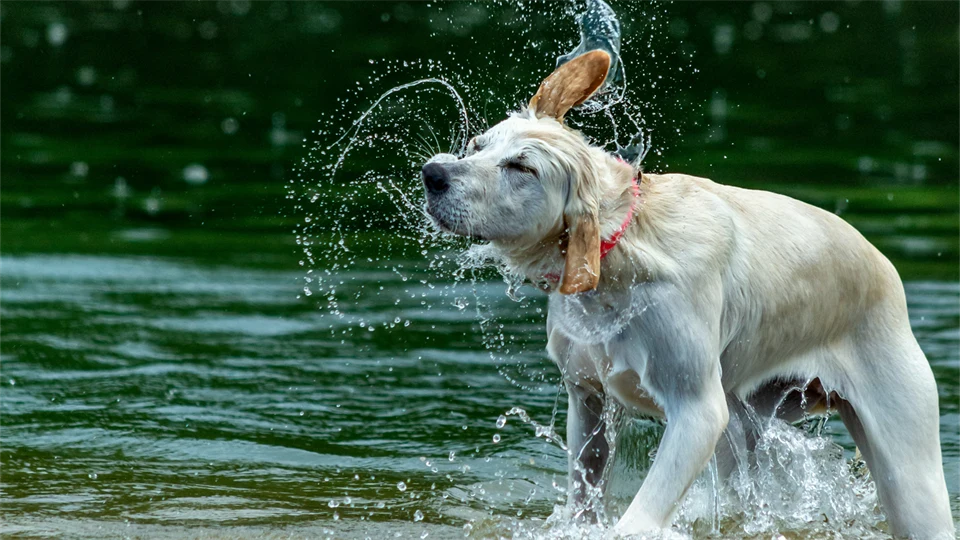 Hund som badar