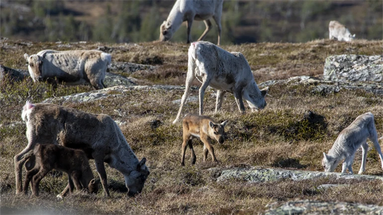 Vajor och deras kalvar betar