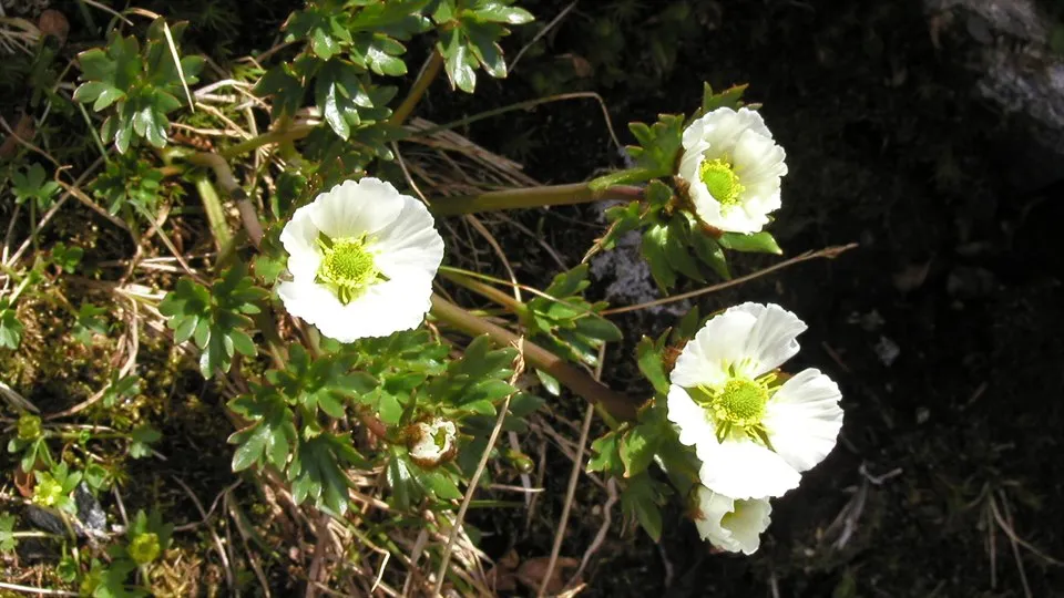 Isranunkel