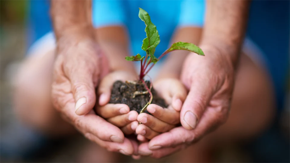 Två händer - en gammal person och ett barn - som håller en växande planta. 