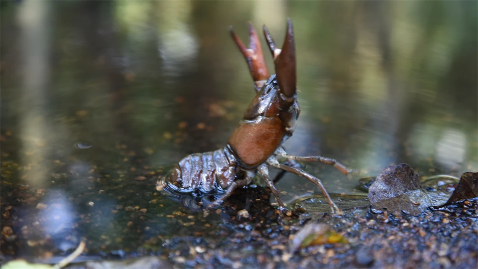 Kräfta i vattendrag