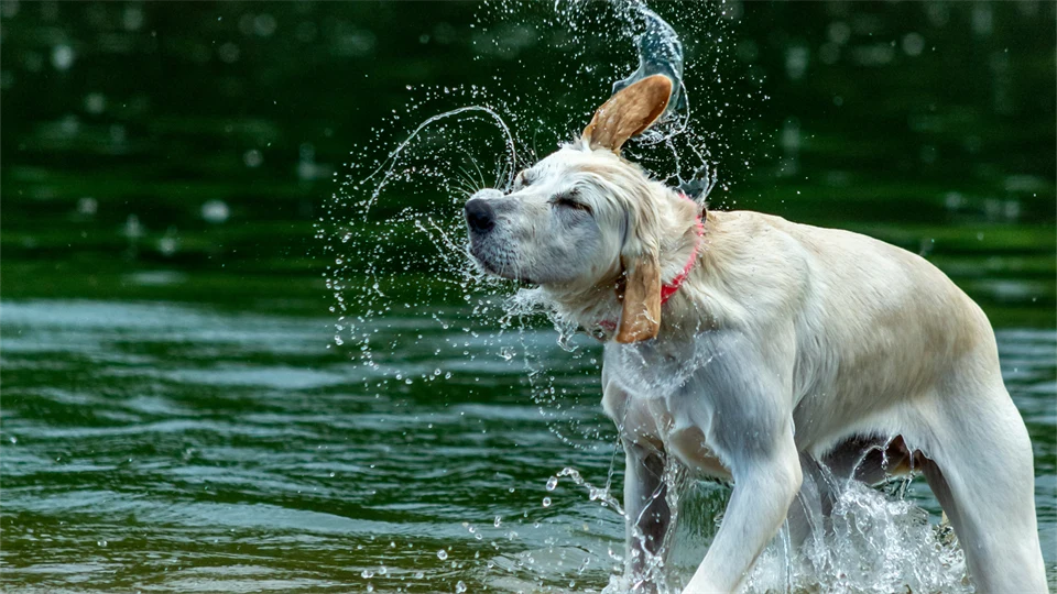 Hund som badar