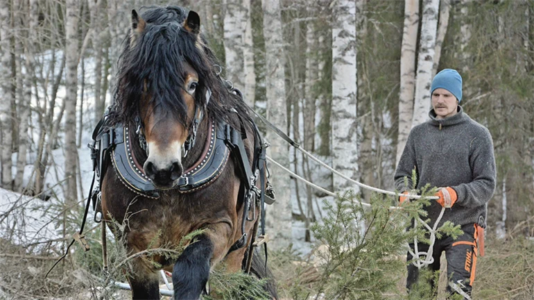 Man som går bakom en häst i skogen. 