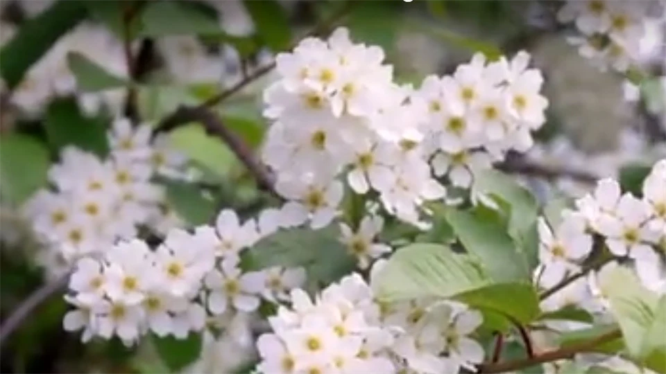 Vita blommor i närbild