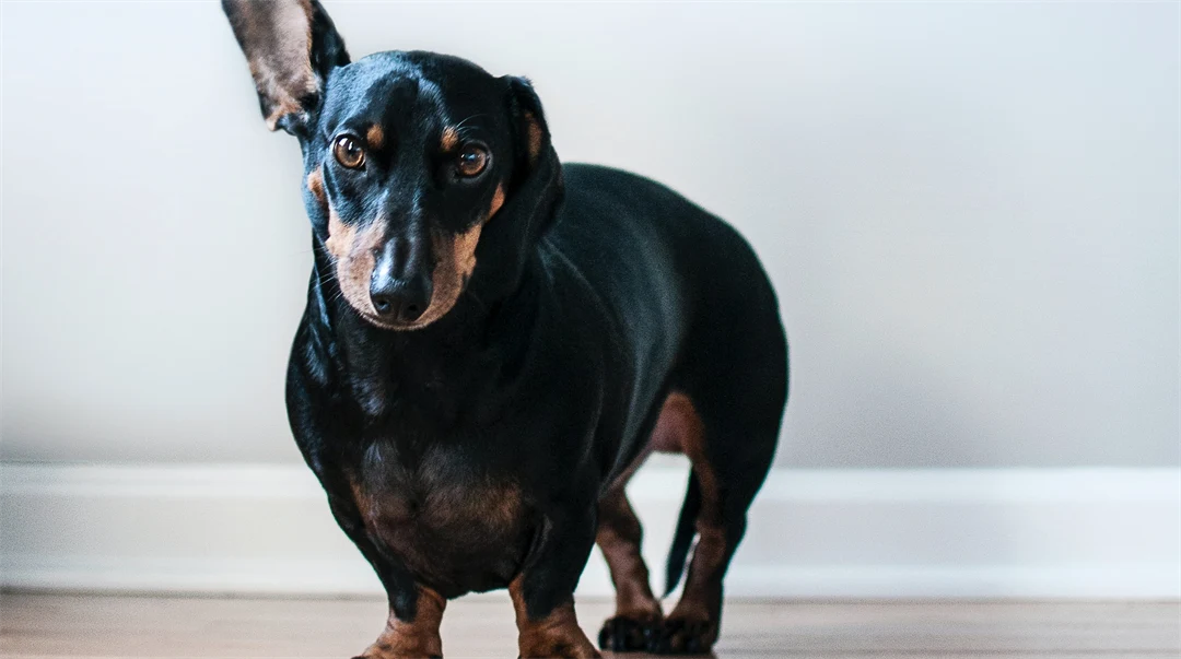 En hund som har ett öra upp.