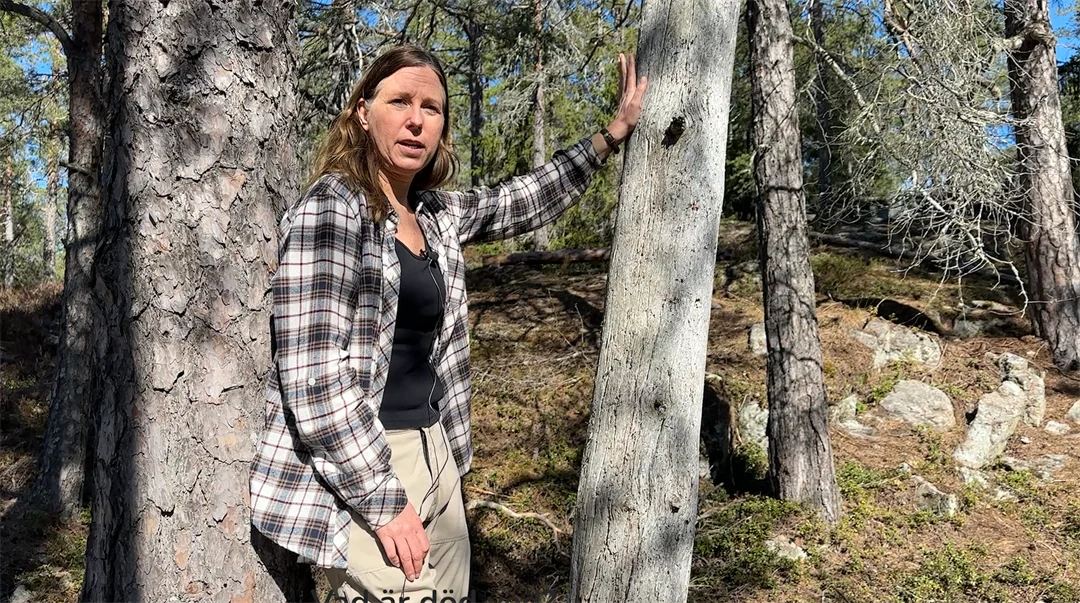 en kvinna vid ett träd i en skog