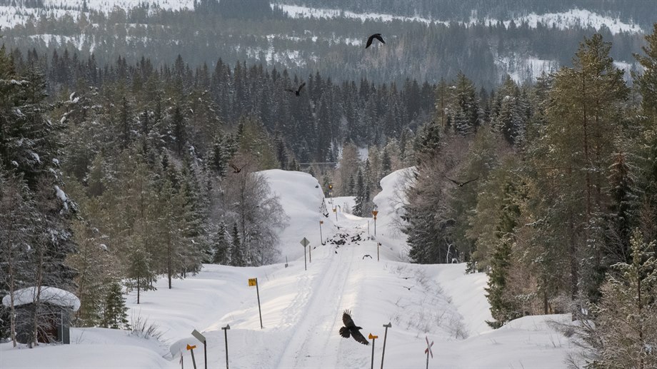 Korpar vid ren påkörd av tåget.