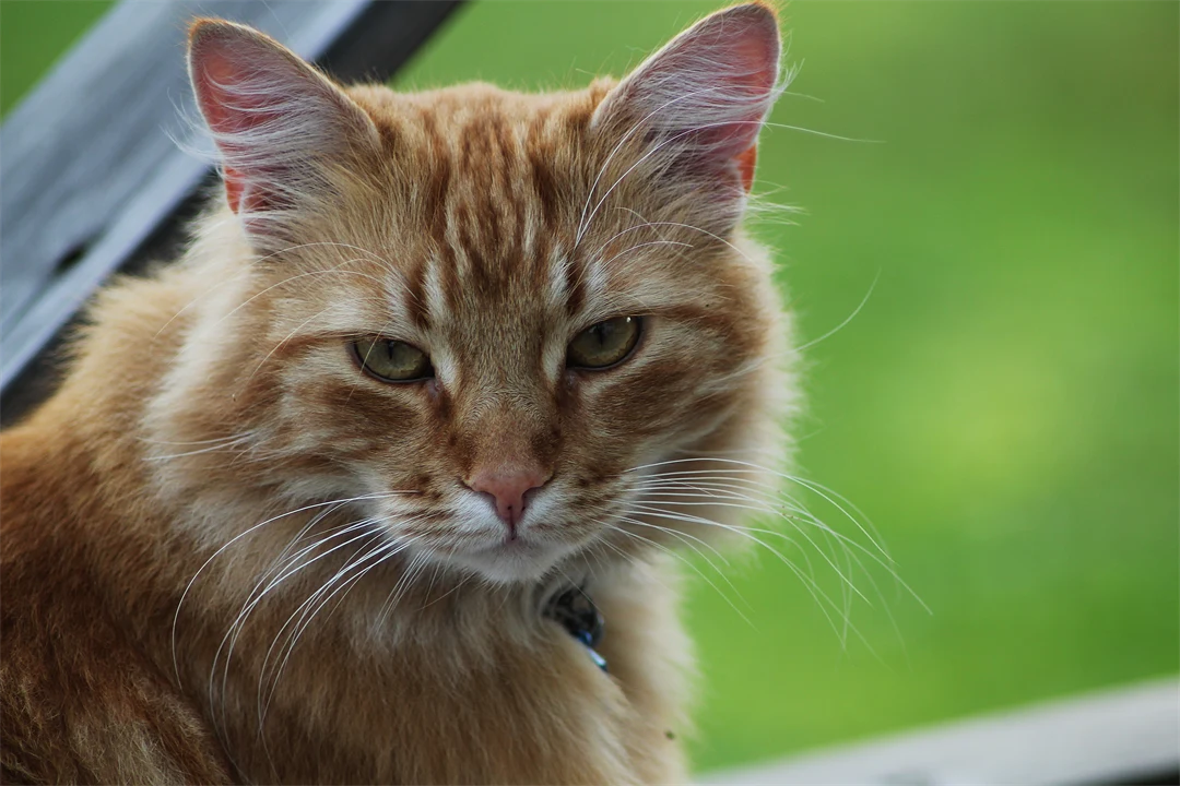 Katten tittar
