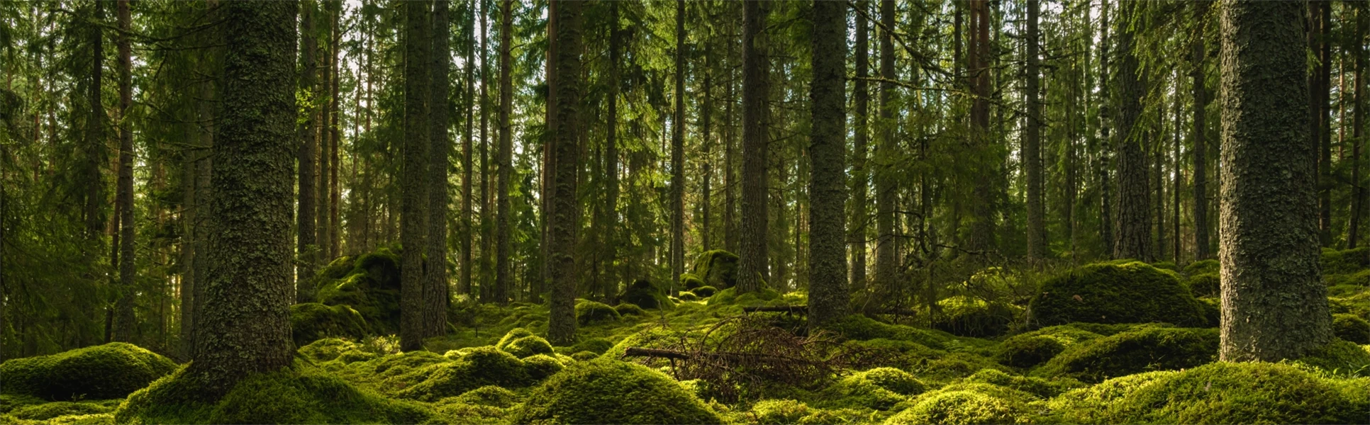 Vacker utsikt över en alvisk gran- och tallskog i Sverige, med ett tjockt lager av grön mossa som täcker stenar på skogsbotten och lite solljus som skiner genom grenarna