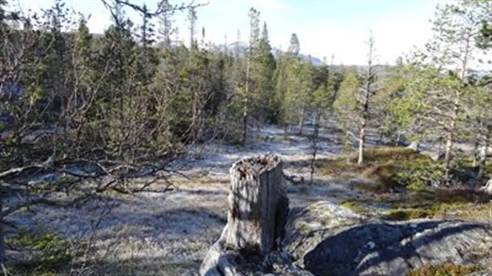 Skog