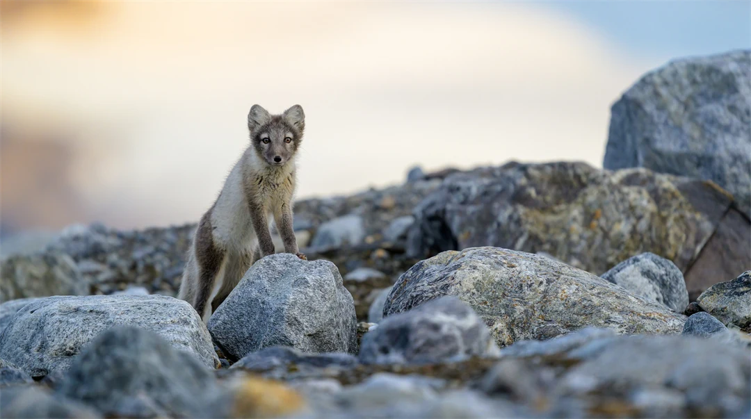fox amongst rocks
