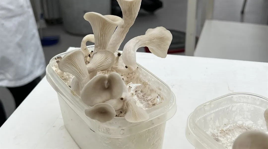 Matsvamp odlad i lab