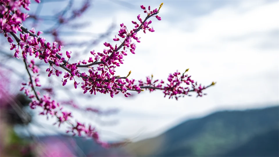 A tree branch with small purple leafs