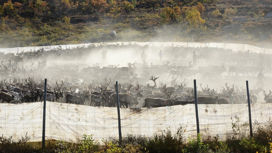 Rengärde vid höstslakt i Stensjön, Jovnevaerie sameby