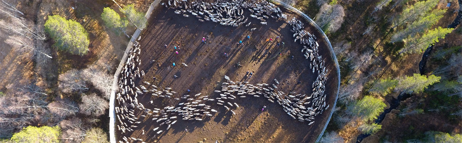 Renhjord i ett rengärde.