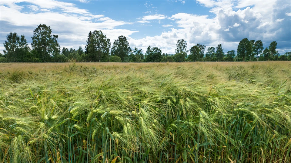 Field of wheat on a beautiful summer day with blue sky and some clouds.