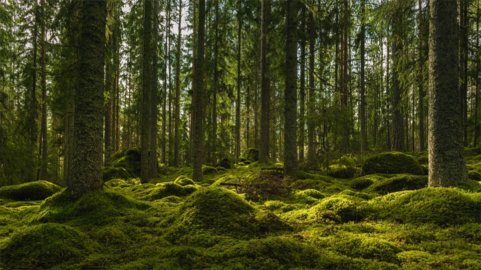 Vacker utsikt över en alvisk gran- och tallskog i Sverige, med ett tjockt lager av grön mossa som täcker stenar på skogsbotten och lite solljus som skiner genom grenarna
