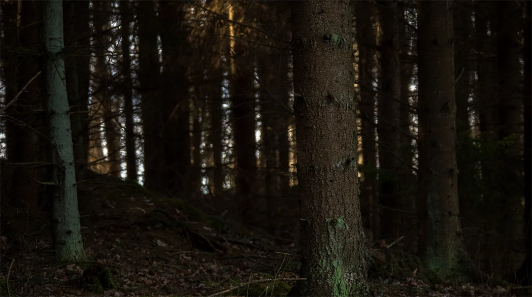 En mörk skog