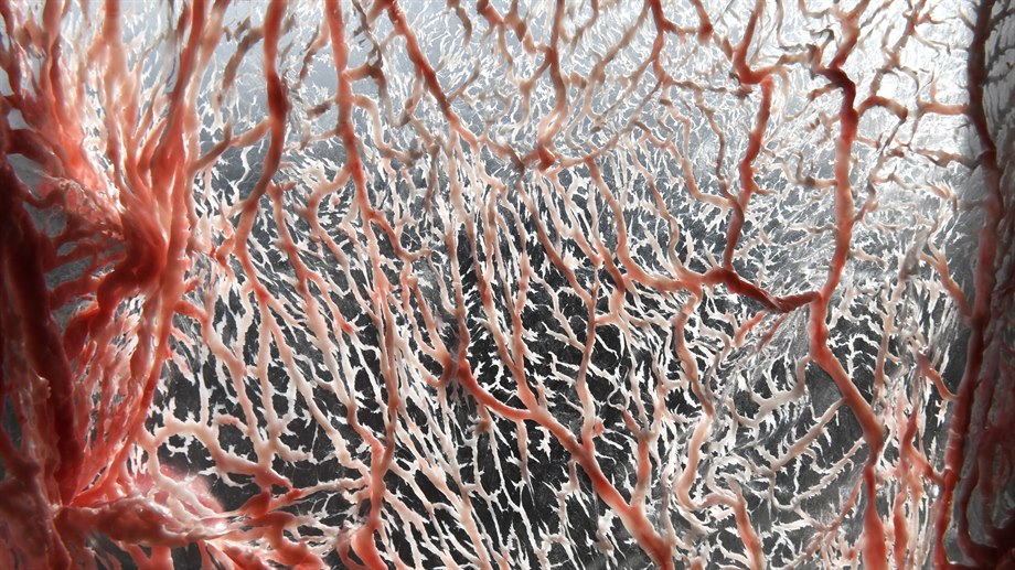 Liepsie, renmagens fetthinna.