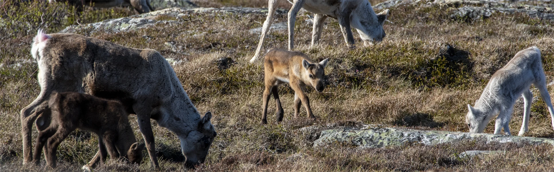 Vajor och deras kalvar betar