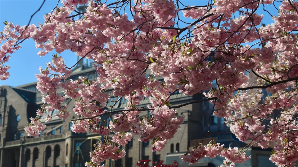 Blommande körsbärsträd i stadsmiljö.