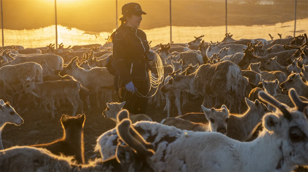 Renskötare och renar i gärde.