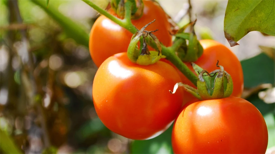 Bild av tomater i tomatodling