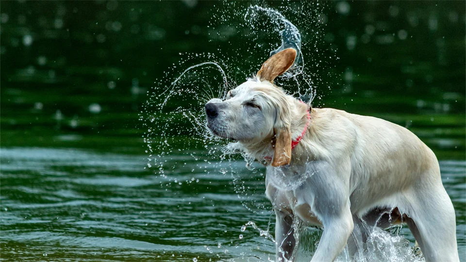 Hund som badar